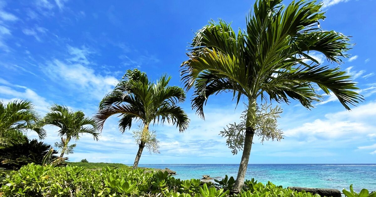 南国の青い海とヤシの木の風景