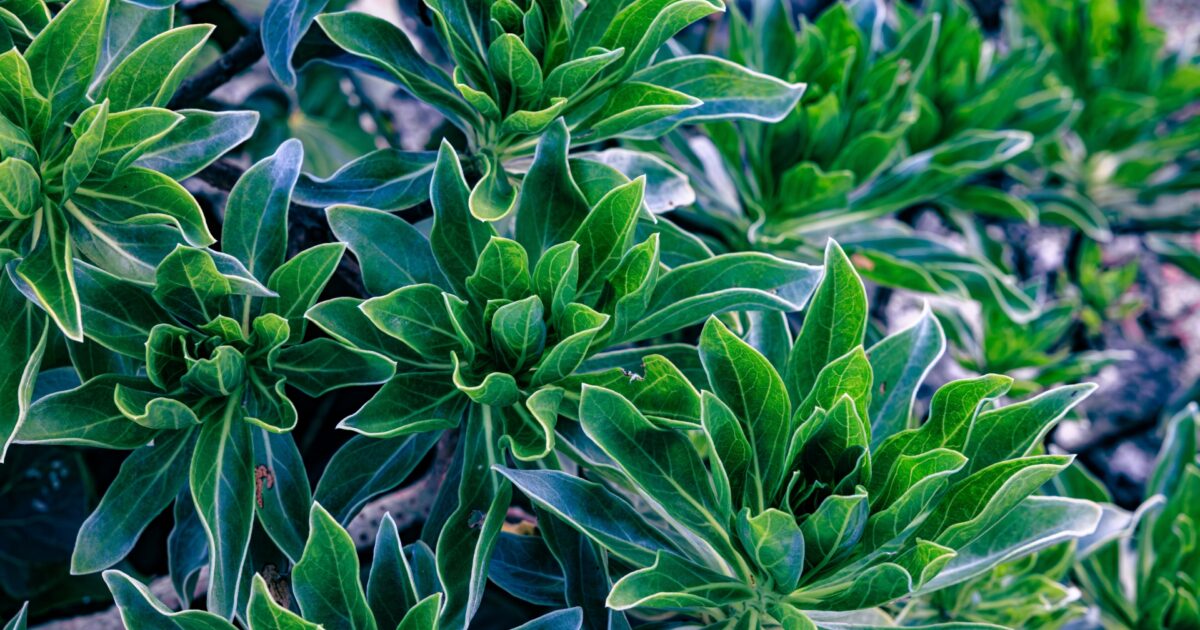 光沢のある緑の葉が密集した熱帯植物