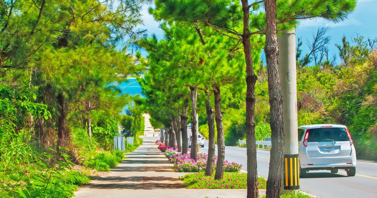 街路樹と花に囲まれたリゾート地の道路