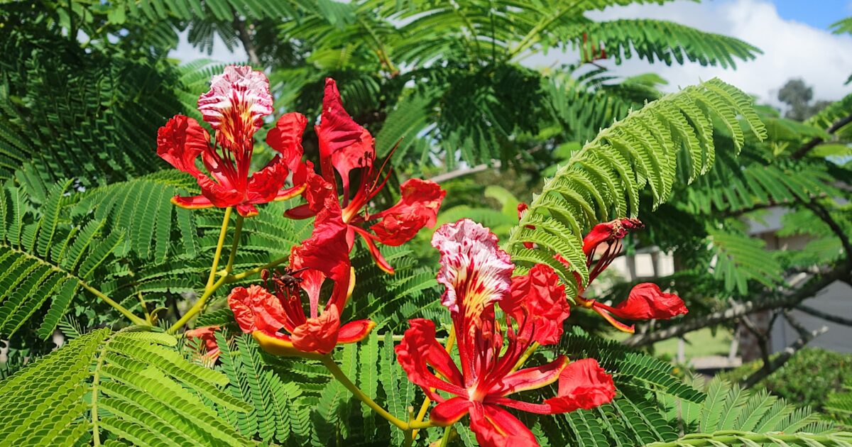 鮮やかな赤い花を咲かせる南国の木